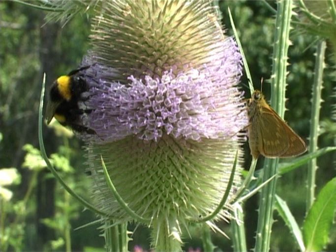 Rostfarbiger Dickkopffalter ( Ochlodes sylvanus ) und Dunkle Erdhummel auf Wilde Karde : Am Niederrhein, Biotop, 13.07.2006